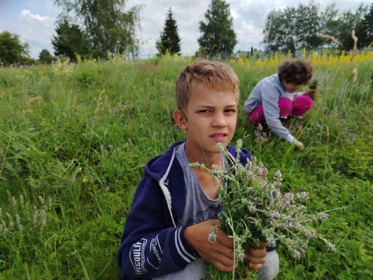 Зелёная аптека.